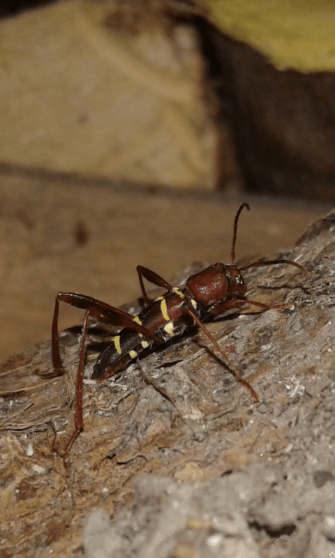 Neoclytus acuminatus (Cerambycidae)? S.